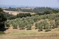 Olive grove in Tuscany Royalty Free Stock Photo