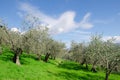 Olive grove in Umbria Royalty Free Stock Photo