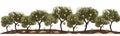 olive grove vector simple 3d smooth cut and paste isolated illustration