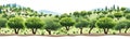 olive grove vector simple 3d smooth cut and paste isolated illustration