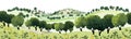 olive grove vector simple 3d smooth cut and paste isolated illustration