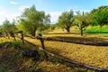 Olive grove with wooden fence at sunset on a summer day.
