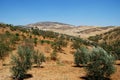 Olive groves, Andalusia, Spain. Royalty Free Stock Photo