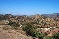 Olive groves, Andalusia, Spain. Royalty Free Stock Photo