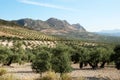 Olive groves, Andalusia. Royalty Free Stock Photo