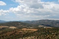 Olive groves, Axarquia, Spain. Royalty Free Stock Photo