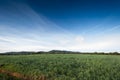 Olive groves and barley fields Royalty Free Stock Photo