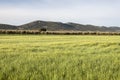 Olive groves and barley fields Royalty Free Stock Photo