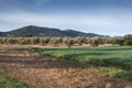 Olive groves and barley fields Royalty Free Stock Photo