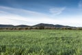 Olive groves and barley fields Royalty Free Stock Photo