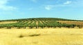 Olive groves and cereals in Castilla la Mancha, Spain Royalty Free Stock Photo