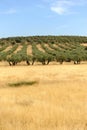 Olive groves and cereals in Castilla la Mancha, Spain Royalty Free Stock Photo