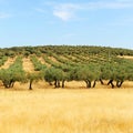 Olive groves and cereals in Castilla la Mancha, Spain Royalty Free Stock Photo