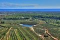 Olive groves in Costa Daurada, Spain