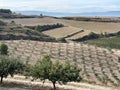 Olive Groves on Camino de Santiago Royalty Free Stock Photo