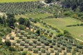 Olive groves near ChÃÂ¢teau des Baux, France Royalty Free Stock Photo