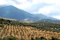 Olive groves near Periana. Royalty Free Stock Photo