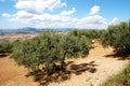 Olive groves, Periana. Royalty Free Stock Photo