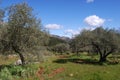 Olive groves, Refugio de Juanar, Andalusia, Spain. Royalty Free Stock Photo