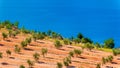 Olive groves by the sea in Dalmatia Royalty Free Stock Photo