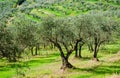 Olive groves and terracing in Tuscany landscape