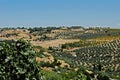 Olive groves, Ubeda, Andalusia, Spain. Royalty Free Stock Photo