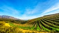 Olive groves and vineyards surrounded by mountains along the Helshoogte Road