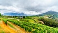 Olive groves and vineyards surrounded by mountains along the Helshoogte Road between the historic towns of Stellenbosch and Fransc Royalty Free Stock Photo