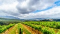 Olive groves and vineyards surrounded by mountains along the Helshoogte Road between the historic towns of Stellenbosch and Fransc Royalty Free Stock Photo