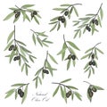 Olive. Hand drawn olive branch set in hand drawn retro style