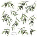 Olive. Hand drawn olive branch set. Stylish design elements coll