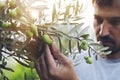 Olive harvest. Hands working. Young farmer