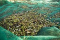 Olive harvest