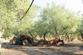 Olive harvest in Salento, Puglia, Italy. The shaker machine shakes the olive tree. Traditional agricultural work. Beautiful