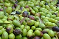 Olive harvest in Tuscany