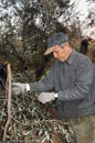 Olive harvesting Royalty Free Stock Photo