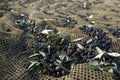 Olive harvesting Royalty Free Stock Photo