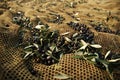 Olive harvesting Royalty Free Stock Photo