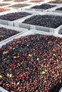 Olive harvesting