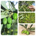 Olive harvesting collage Royalty Free Stock Photo