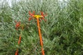 Olive harvesting tools. Olive tree full with olives. Olive branches with fruits on them.