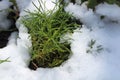 Olive herb in the snow Royalty Free Stock Photo