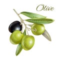 Olive horizontal banner