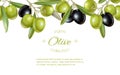 Olive horizontal banner