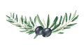 Olive horizontal bouquet branches with black olives isolated on white background. Watercolor hand drawn botanical Royalty Free Stock Photo