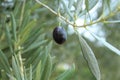 Olive in the iberian peninsula