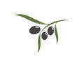 olive icon vector illustration