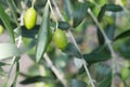 Olives on the branch Royalty Free Stock Photo