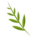 Olive leaf