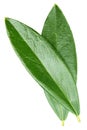 Olive leaf isolated on white background Royalty Free Stock Photo